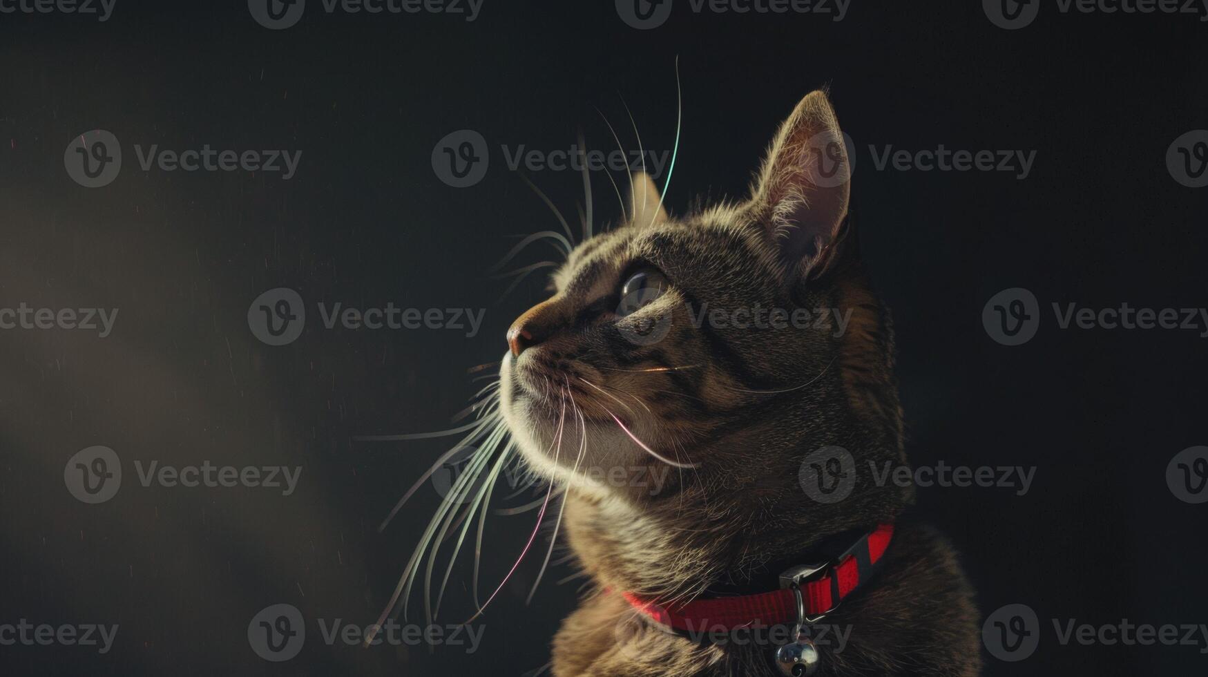AI generated Cat with a cat collar professional photography photo