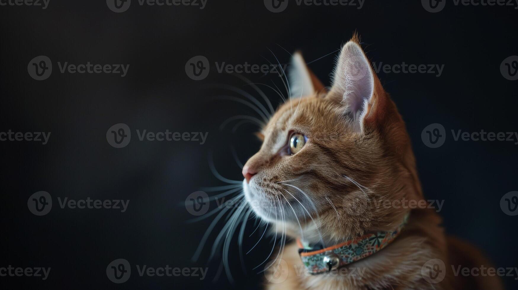 AI generated Cat with a cat collar professional photography photo