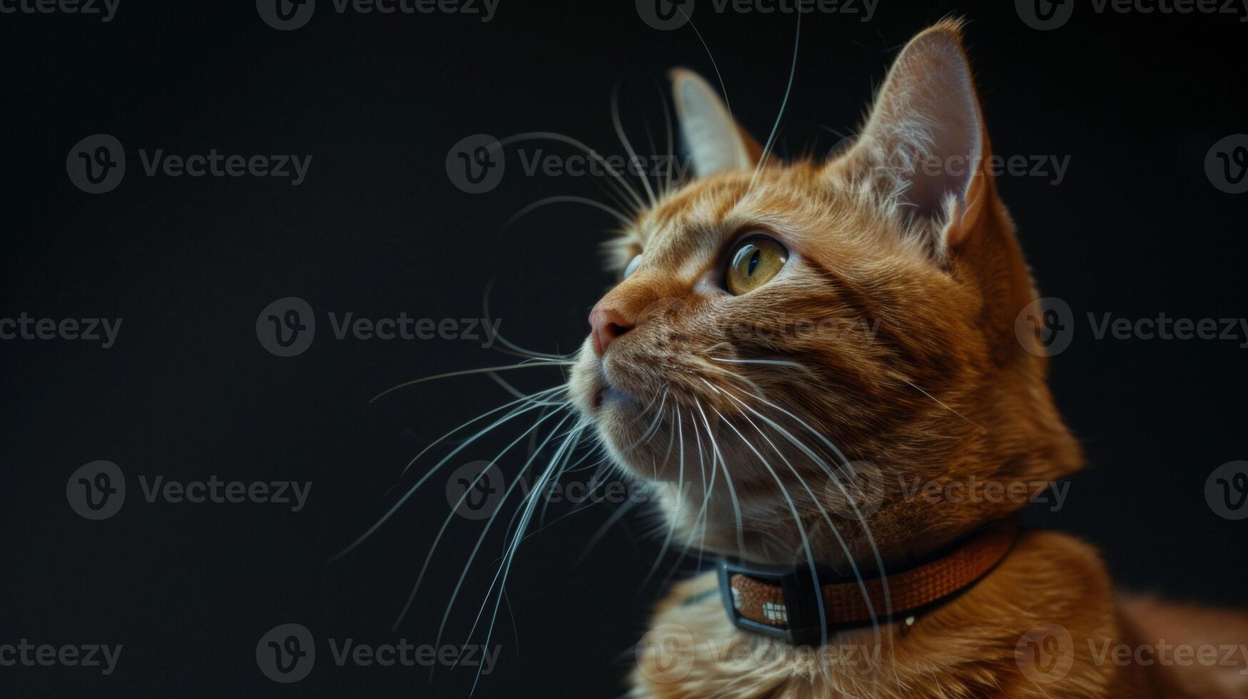 AI generated Cat with a cat collar professional photography photo