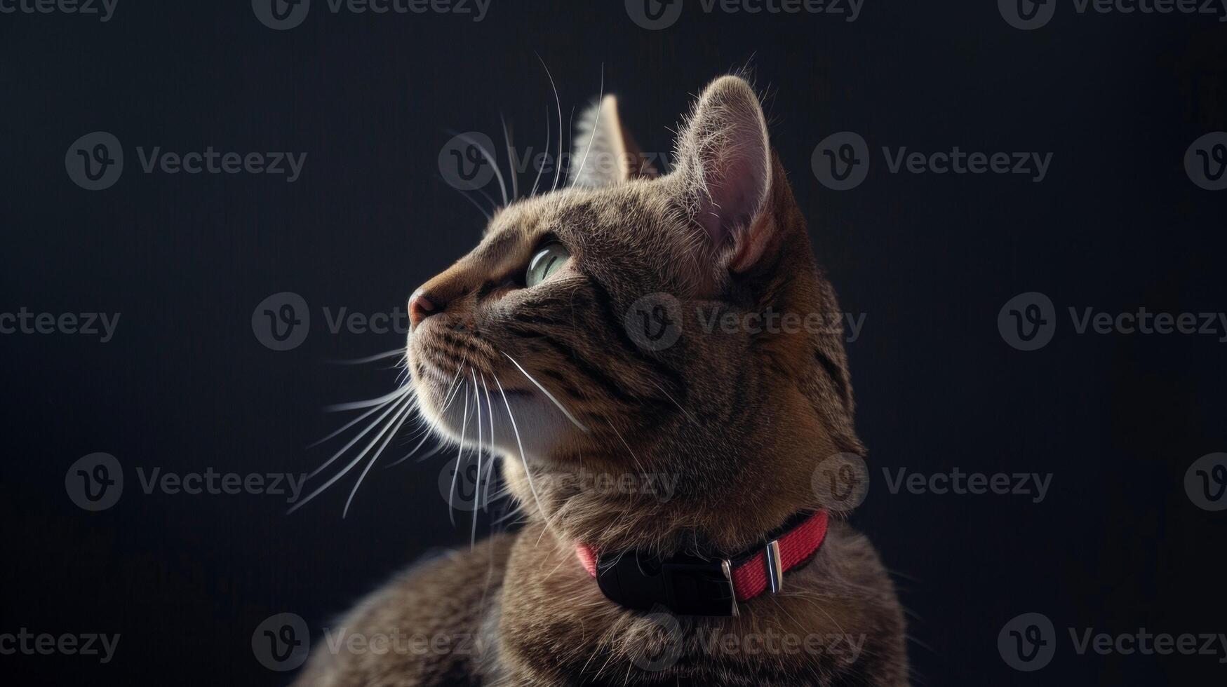 AI generated Cat with a cat collar professional photography photo