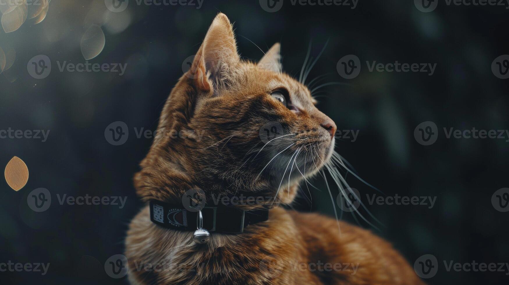 AI generated Cat with a cat collar professional photography photo