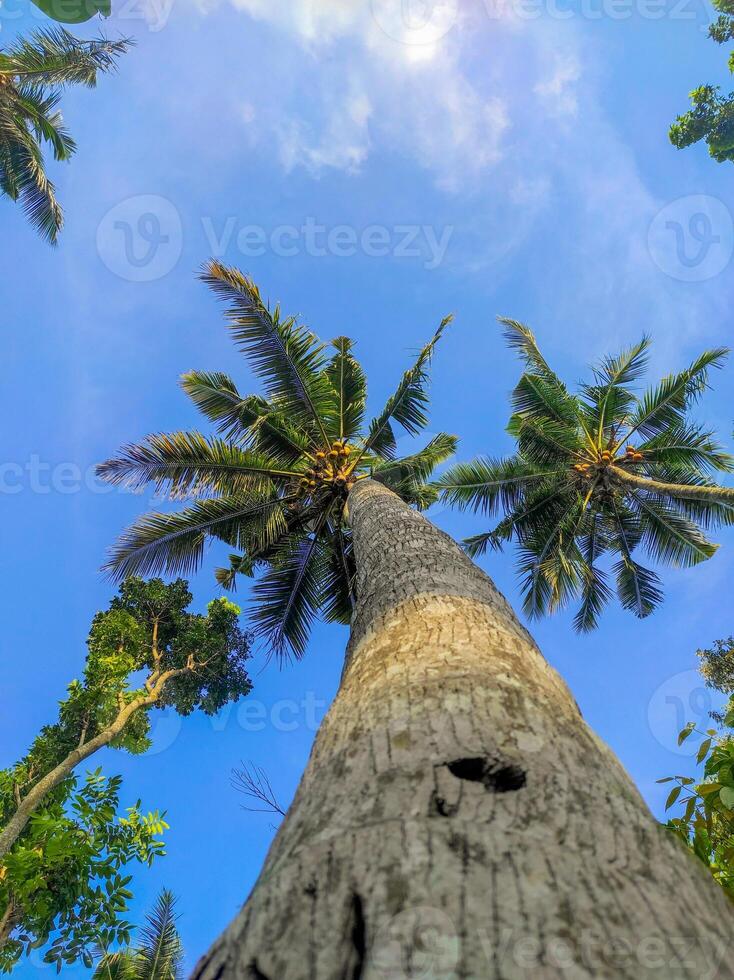 green tree with sky in the background photo