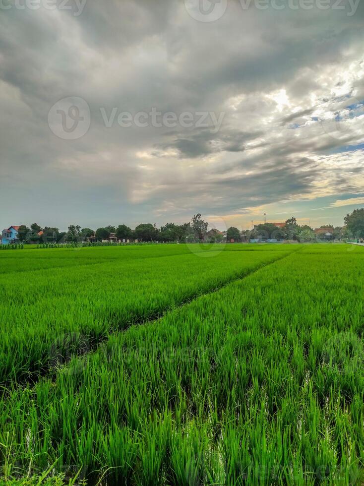 full rice fields are very green which is very beautiful photo