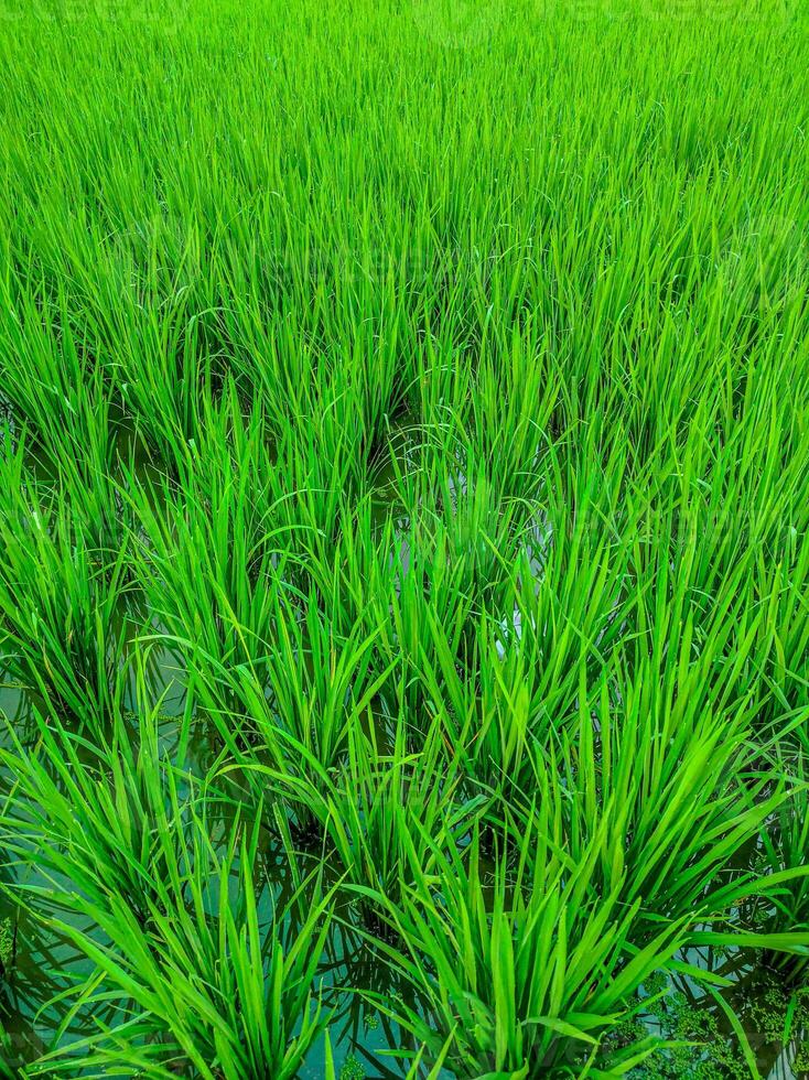 rice plants that have not yet grown fruit photo