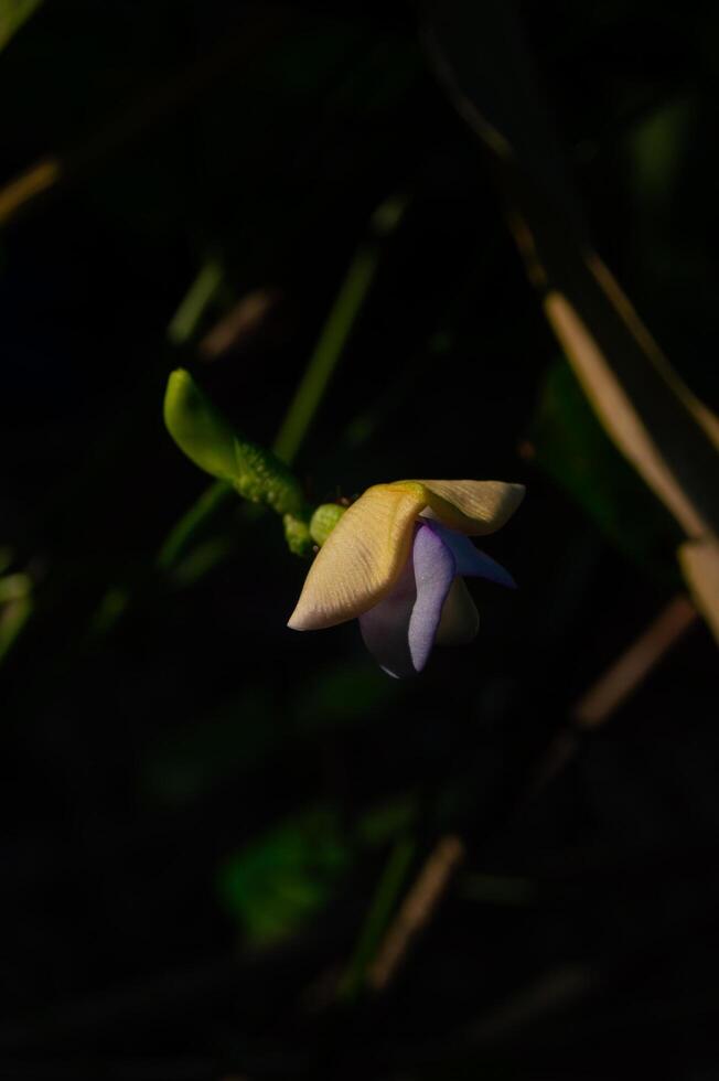atención en el flor de el largo frijol planta foto