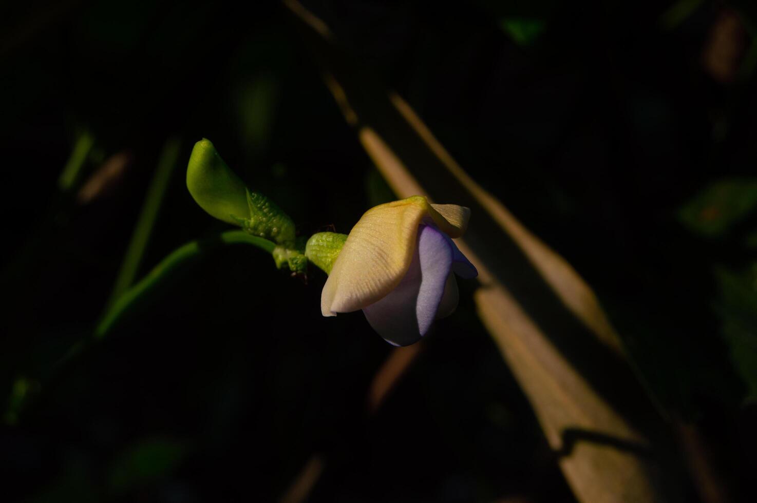 focus on the flower of the long bean plant photo