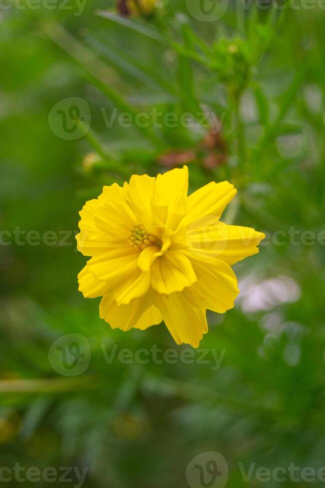 Kenikir sulfur or Cosmos sulphureus flowers are yellow in bloom photo