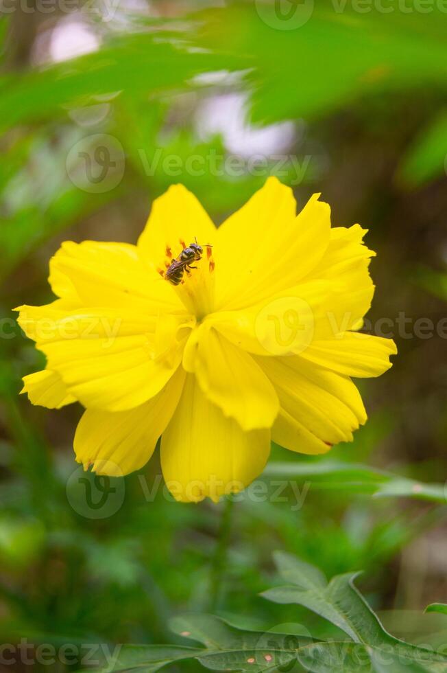 Kenikir sulfur or Cosmos sulphureus flowers are yellow in bloom photo