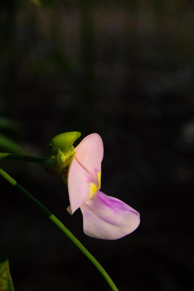 focus on the flower of the long bean plant photo