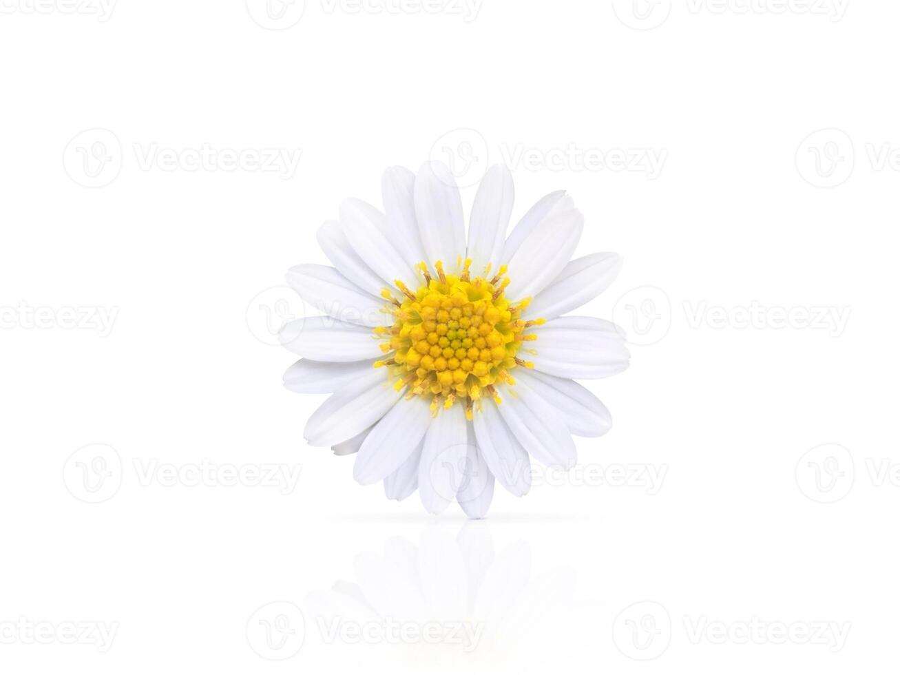 Beautiful white daisy with reflection isolated on white background. photo