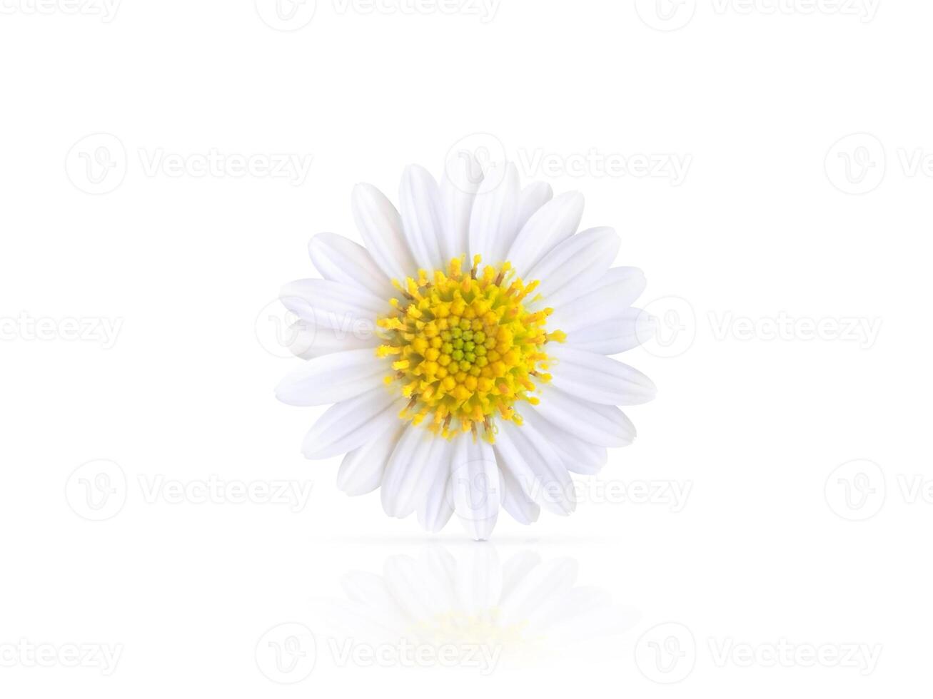 Beautiful white daisy with reflection isolated on white background. photo