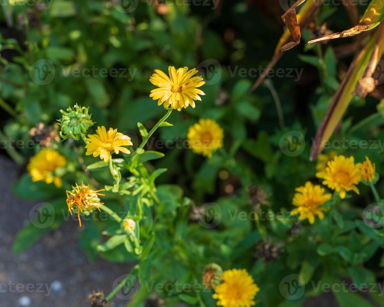 group of yellow field marigolds that recently opened in the back garden photo