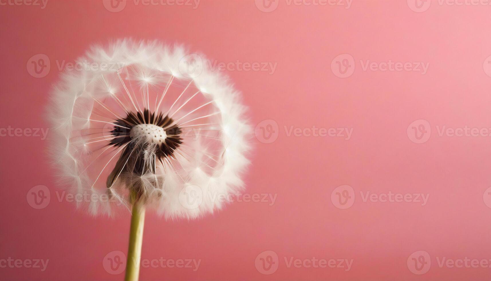 AI generated One dandelion on the warm pink background with copy space photo