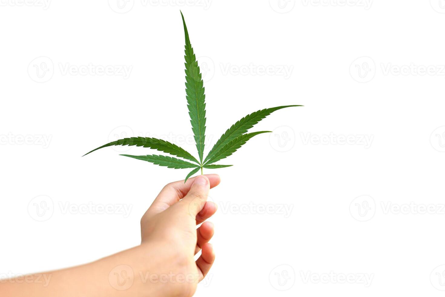 isolated Hands holding green marijuana leaf on white background. Cannabis is now used as a recreational or medicinal drug. Soft and selective focus. photo