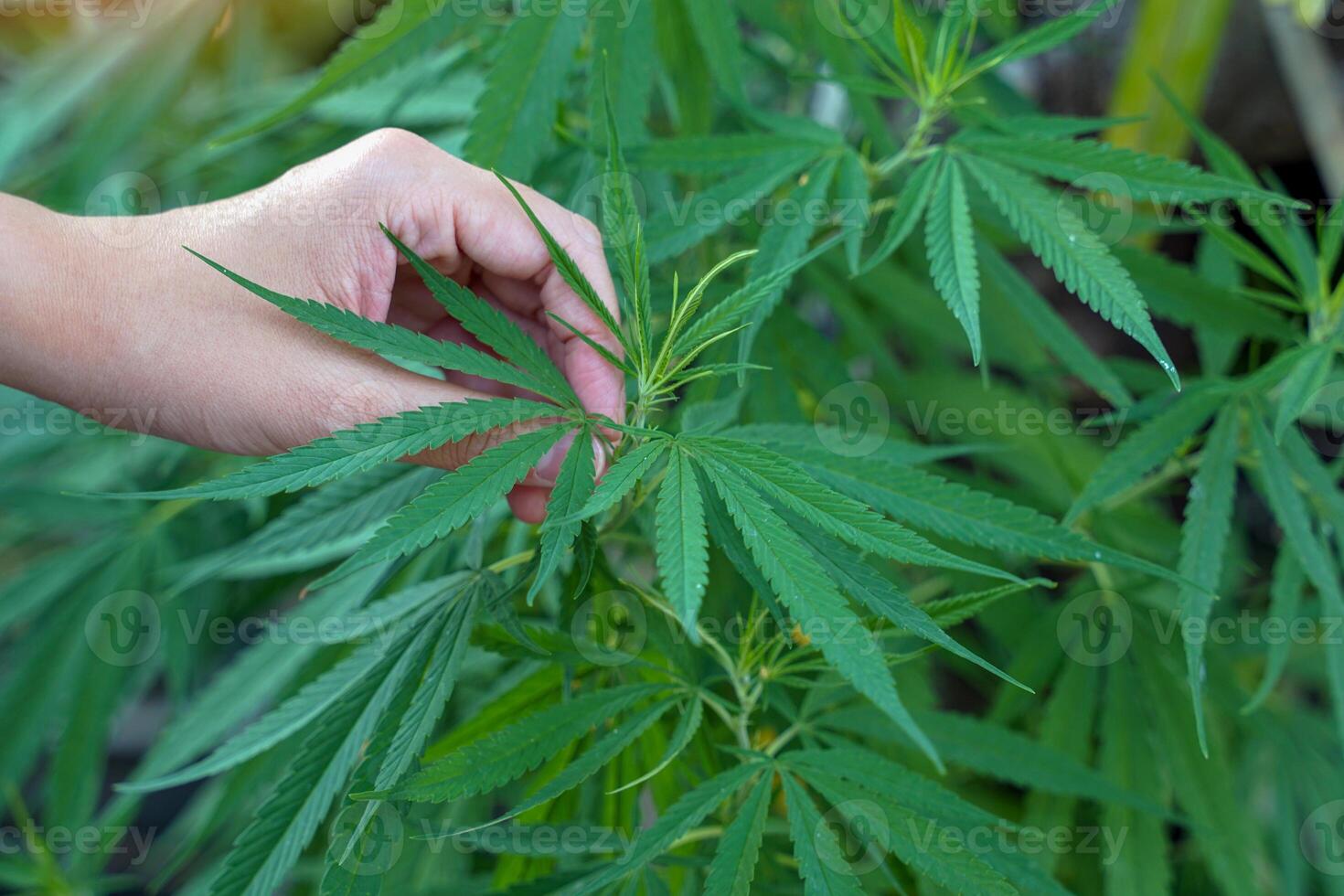 Hands holding cannabis leaves to check the quality of leaves that are old enough to be harvested for medical use. Soft and selective focus. photo