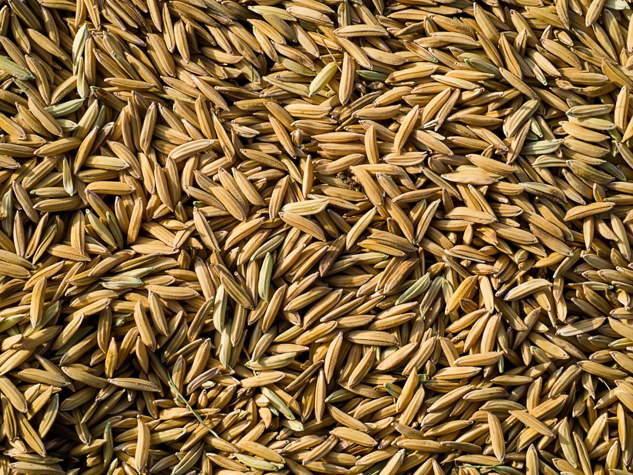 Grain for planting photo