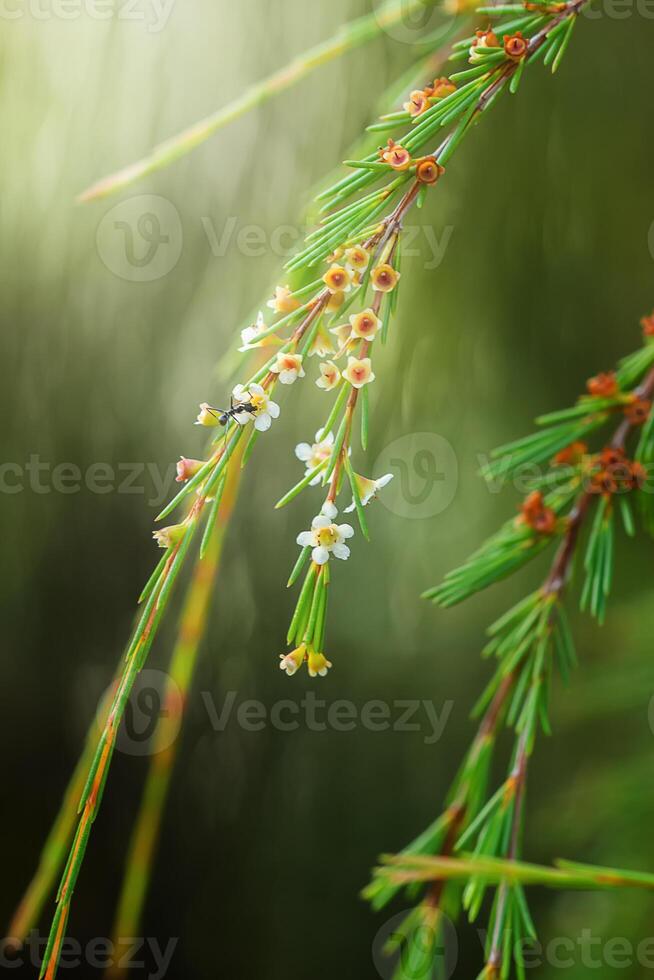 Baeckea frutescens flower photo