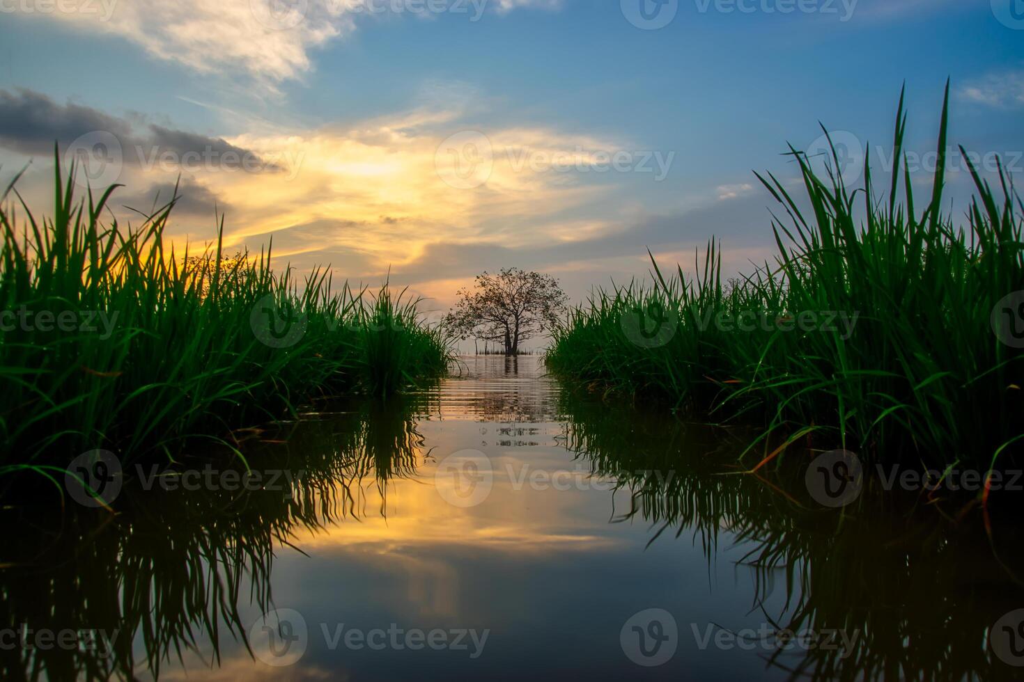 Water way into the tree photo