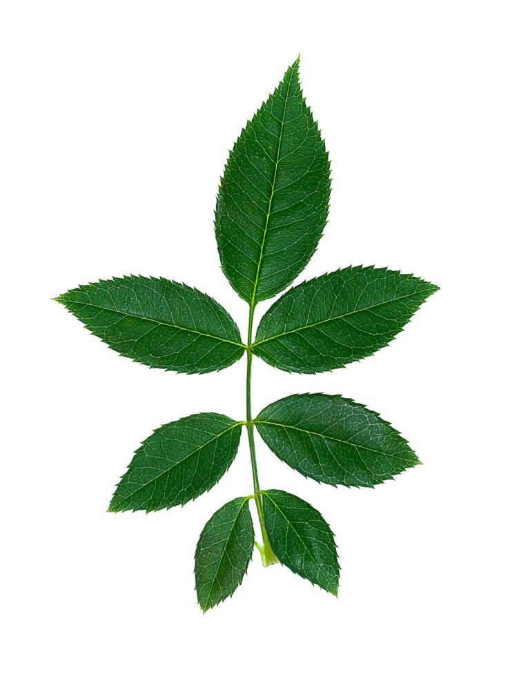 Close up green leaf of rose tree. photo