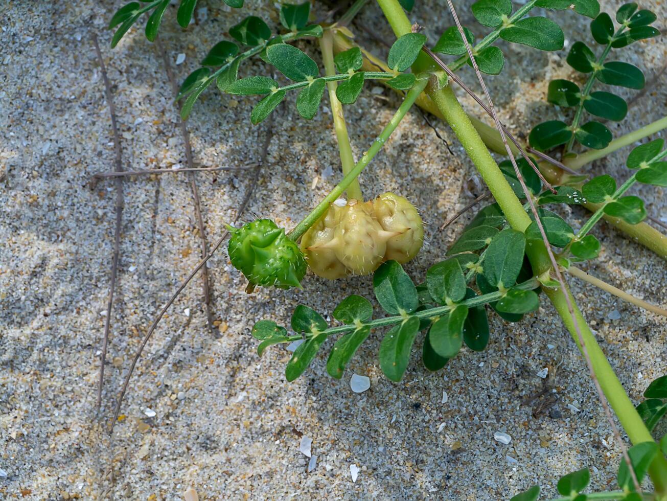 Close up of Tribulus terrestris plant. photo