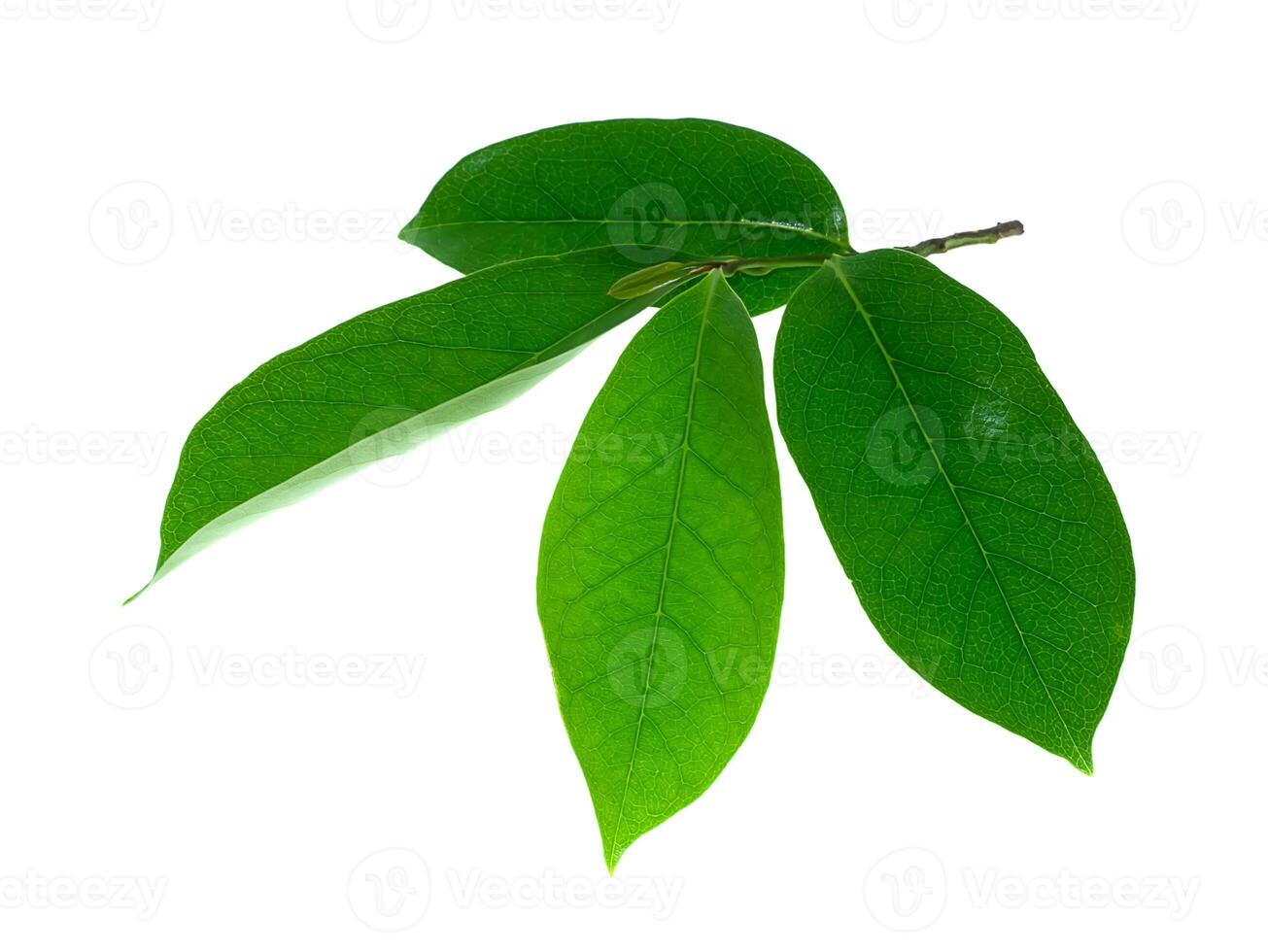 Soursop leaves on white background photo