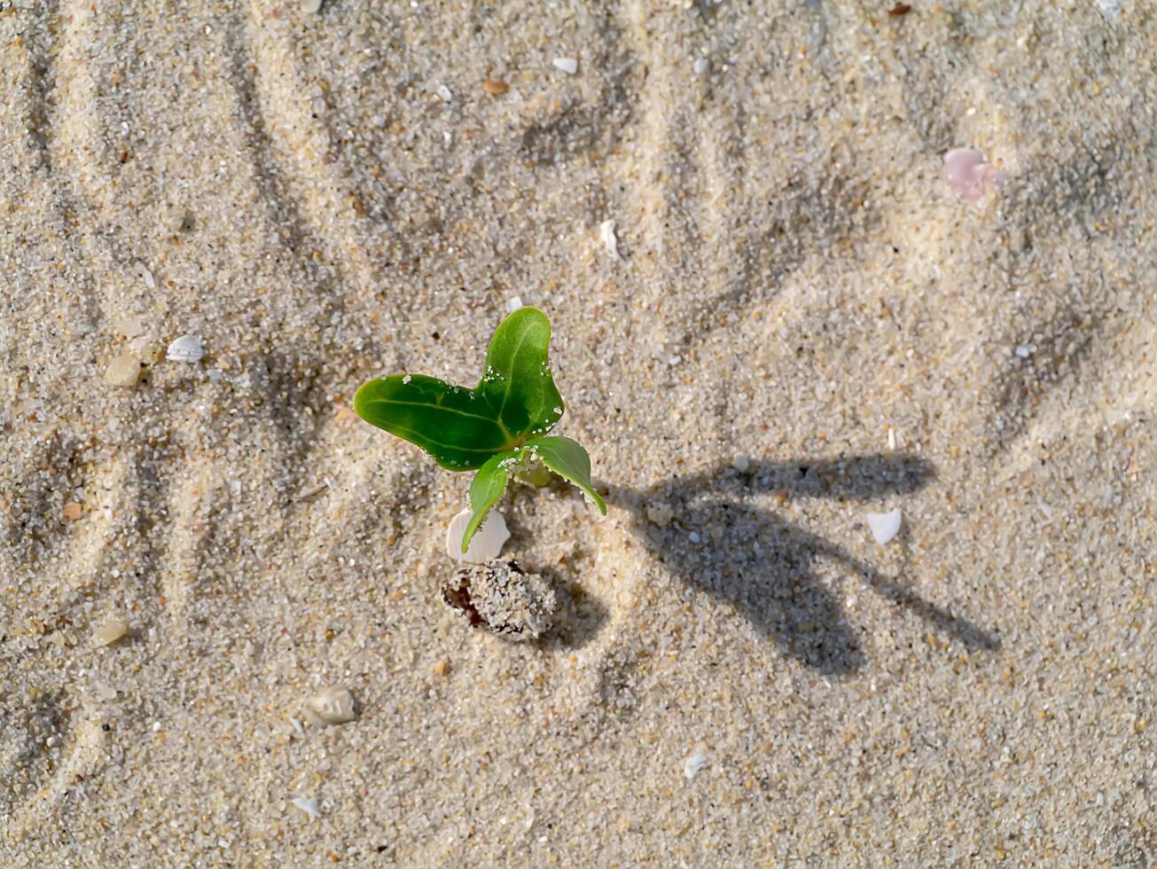 Small trees are growing on the desert. photo