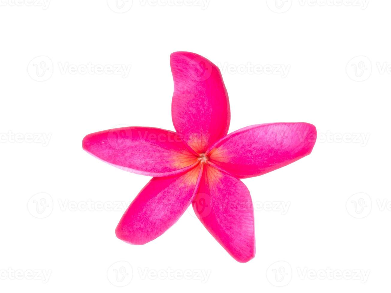 Close up of Frangipani flower photo