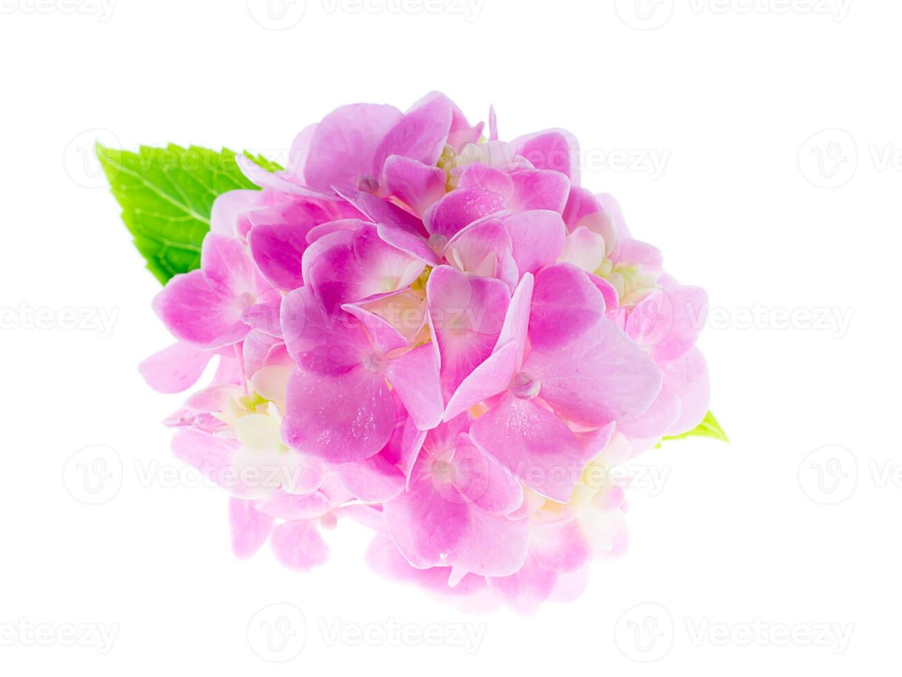 Close up Hydrangea flower photo