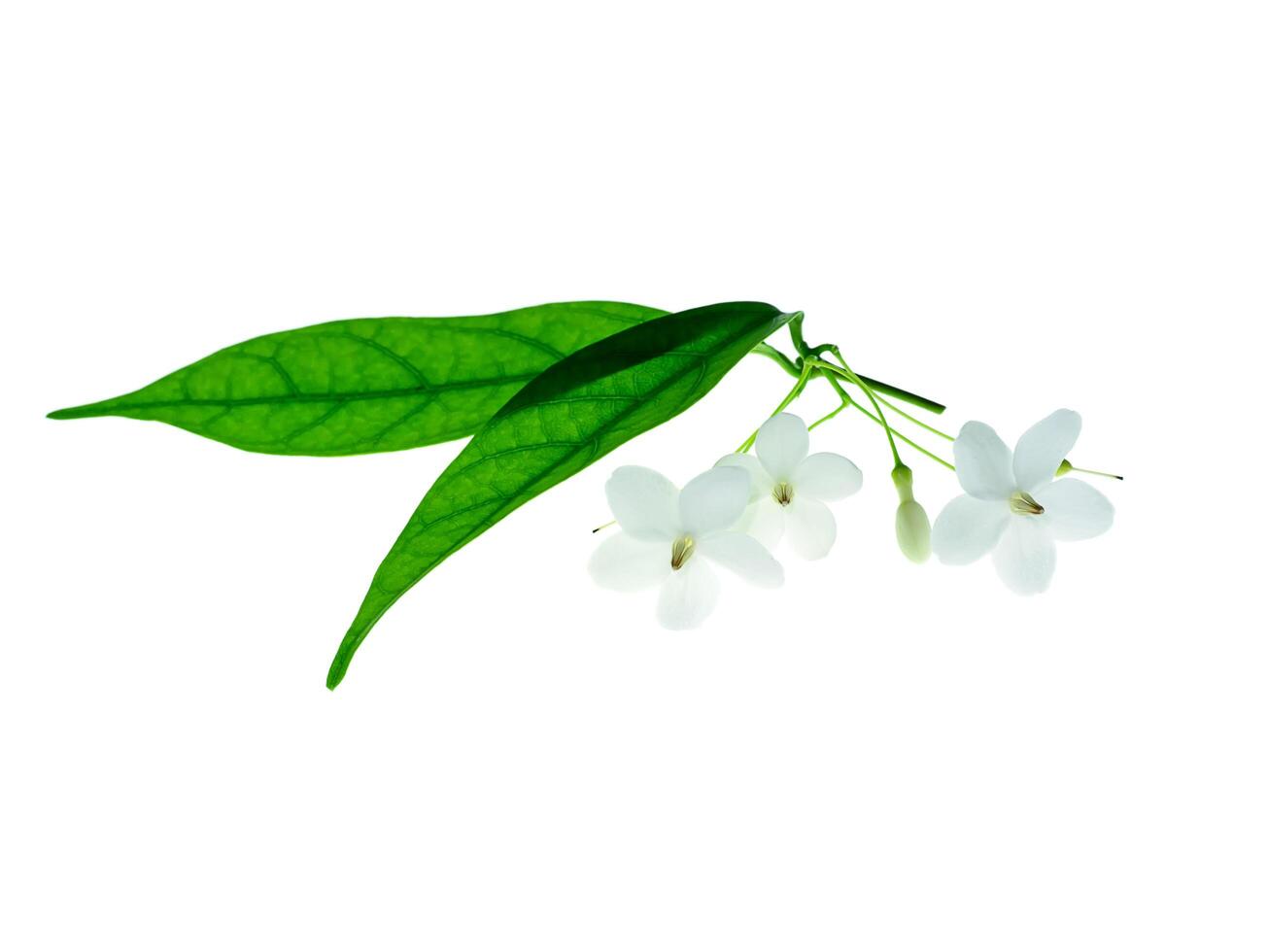 Wrightia religiosa Benth photo
