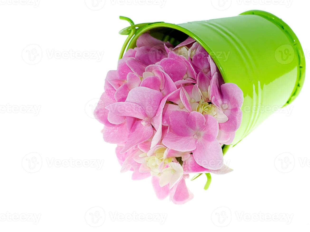 Close up Hydrangea flower photo