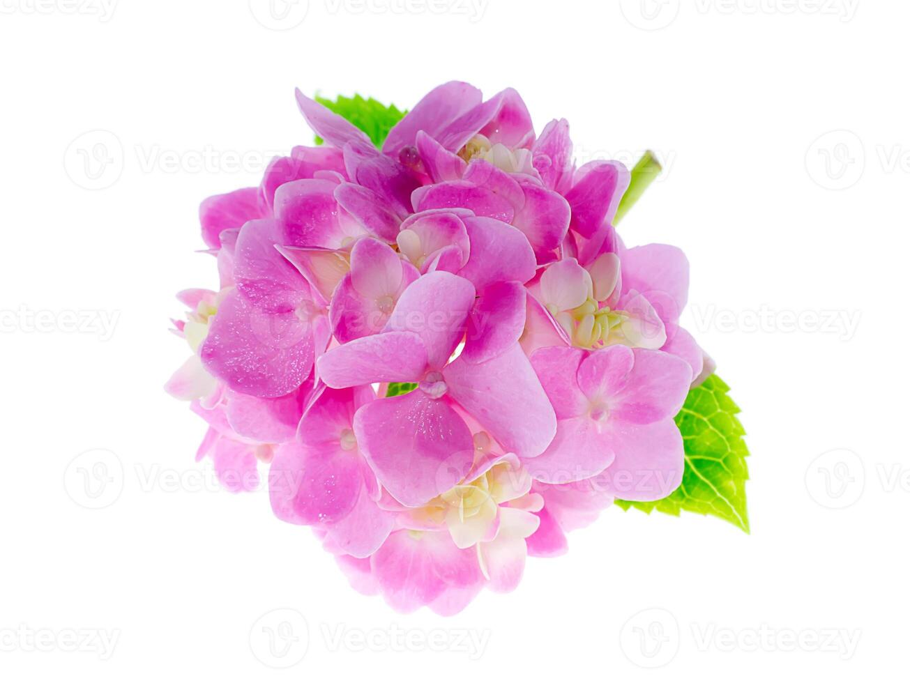 Close up Hydrangea flower photo