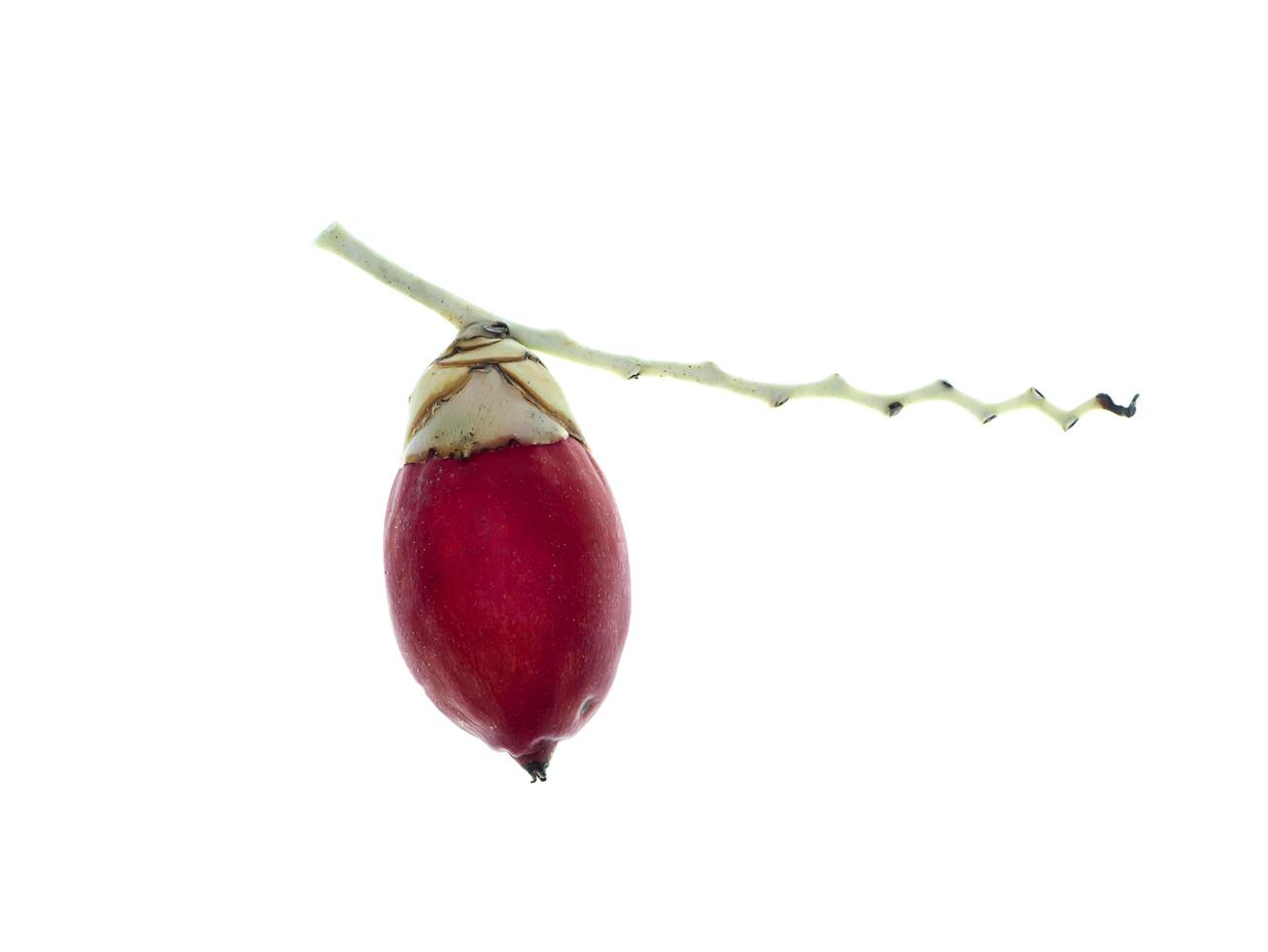 Close up of red Manila palm fruit photo
