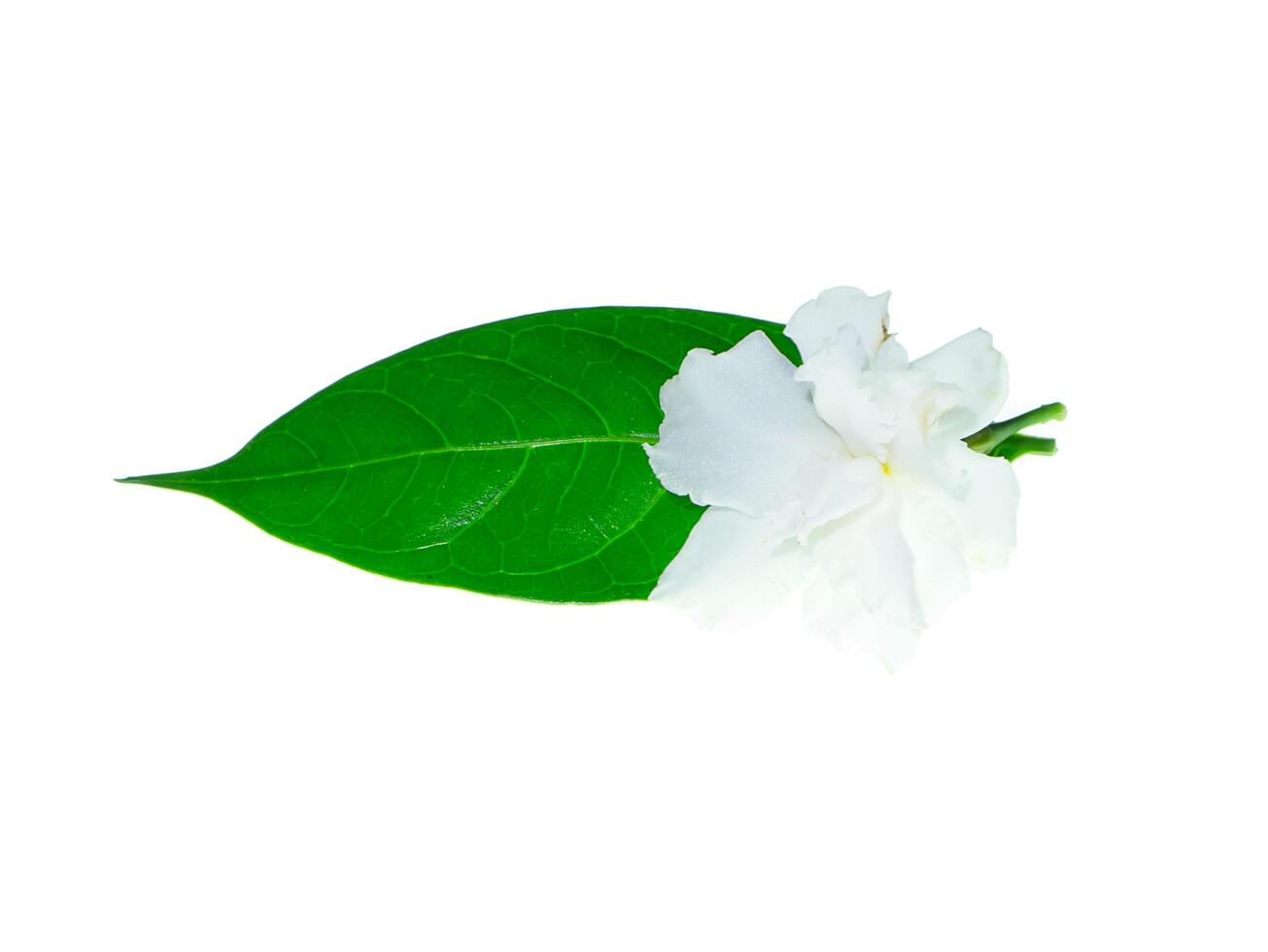 Gardenia Rose flower photo