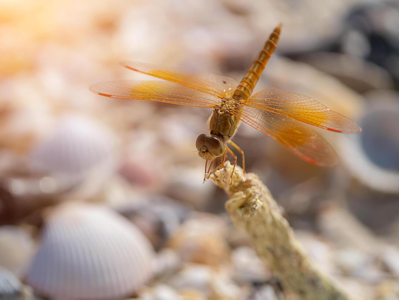 Close up of dragonfly on the beach. photo