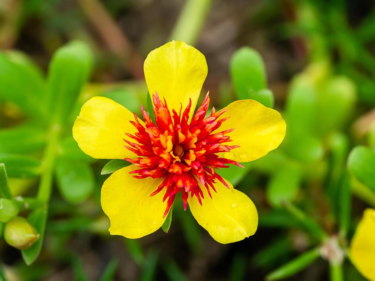 Close up Portulaca flower photo