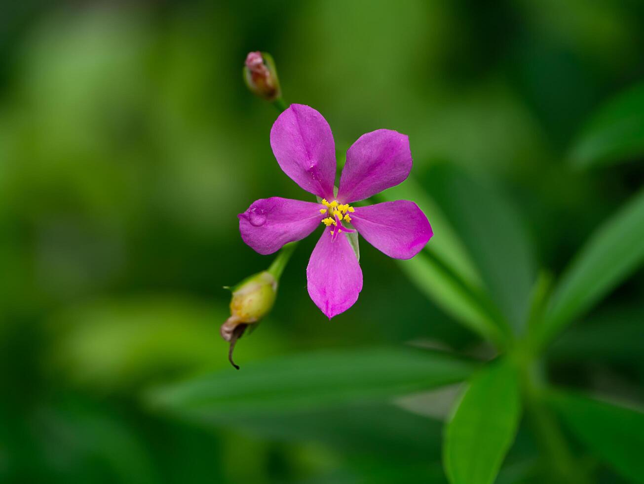 Close up of Talinum paniculatum photo