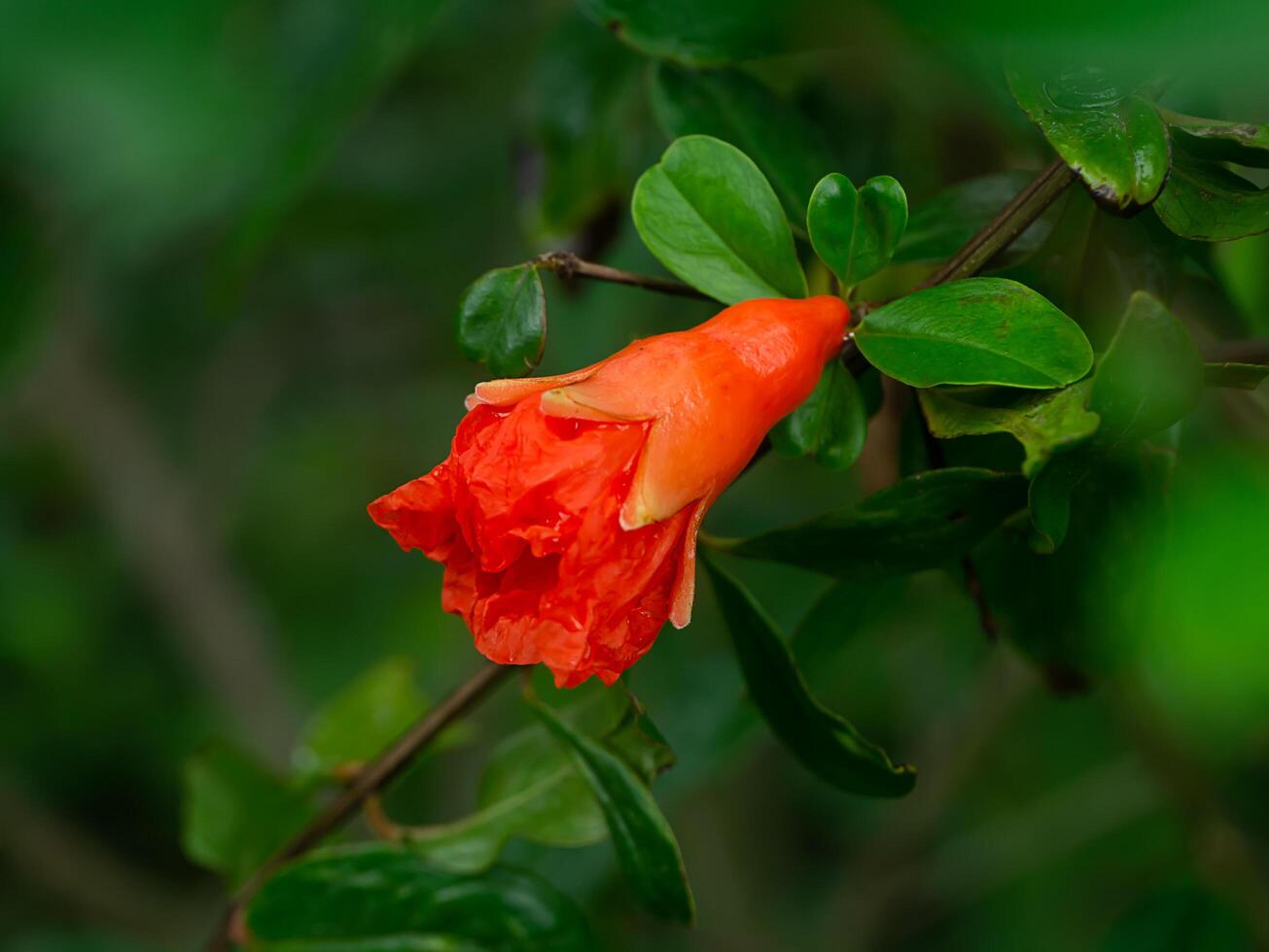 Pomegranate on branch. photo