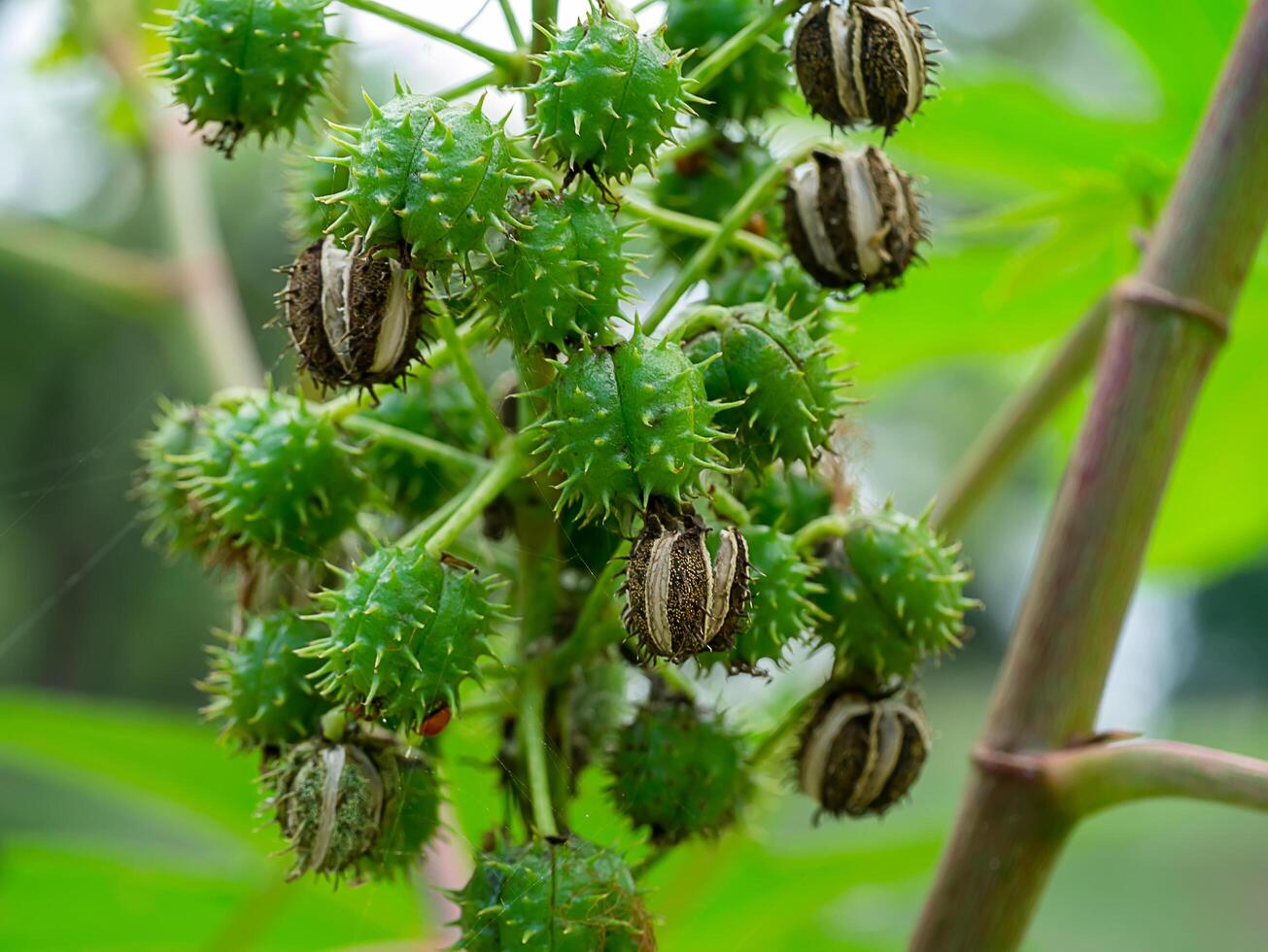 Close up of Ricinus communis. photo