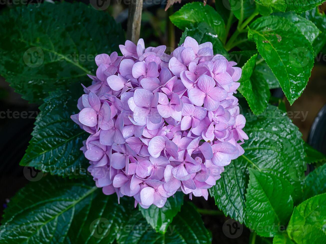 Close up Hydrengea flower. photo