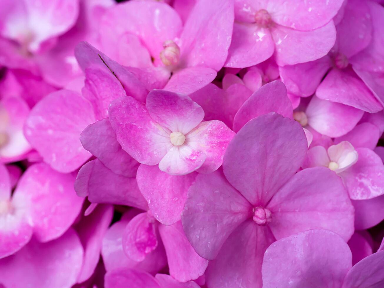 Close up Hydrengea flower. photo