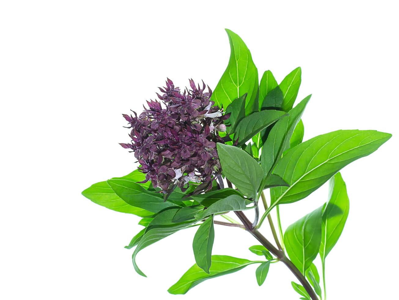 Sweet Basil on white background. photo