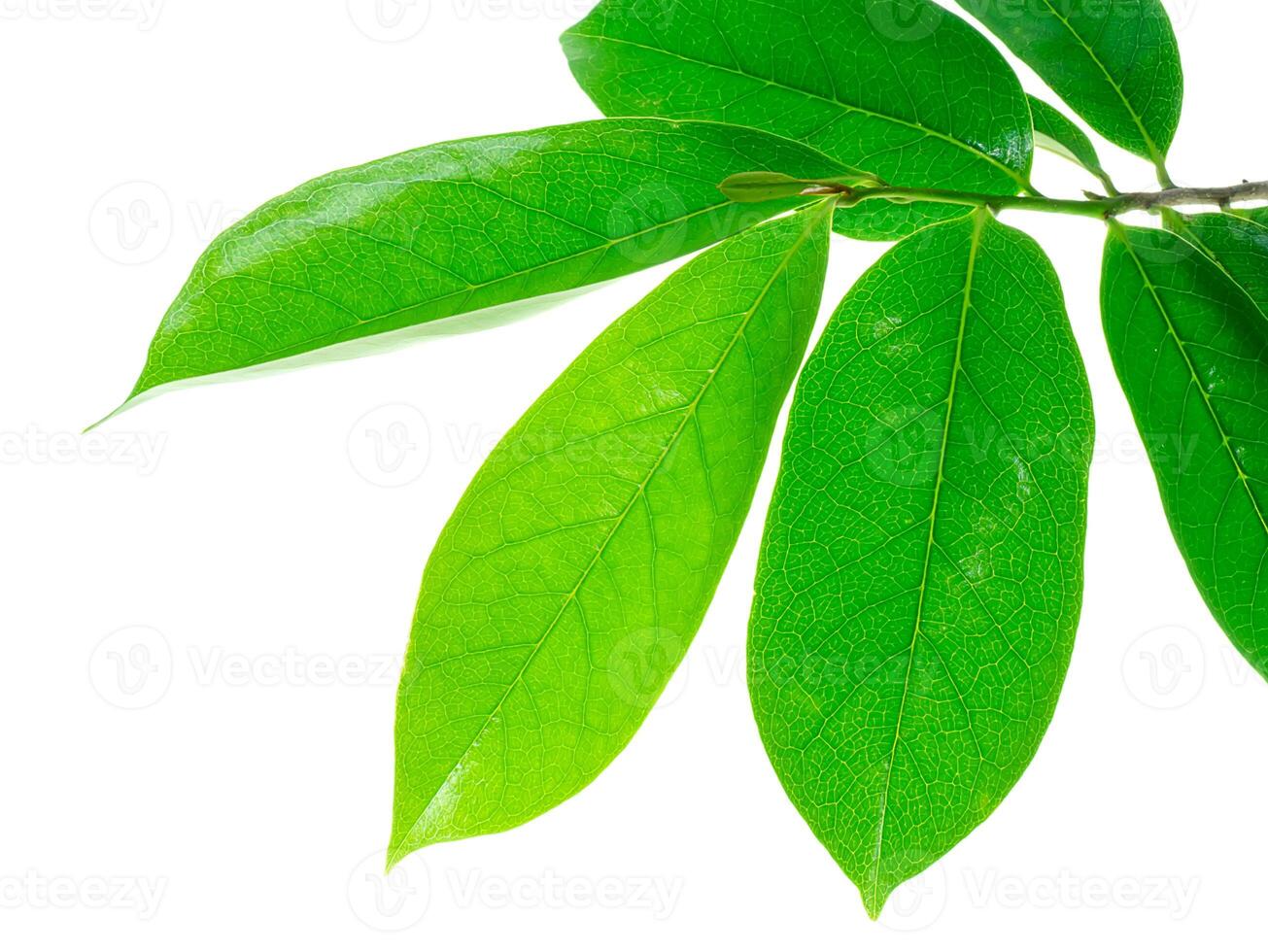 Soursop leaves on white background photo