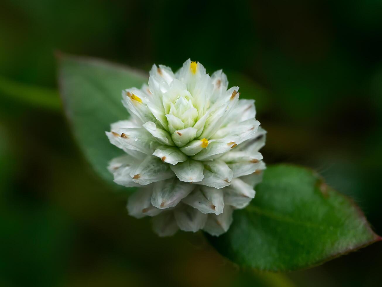 cerca arriba de gomphrena hierba flor foto