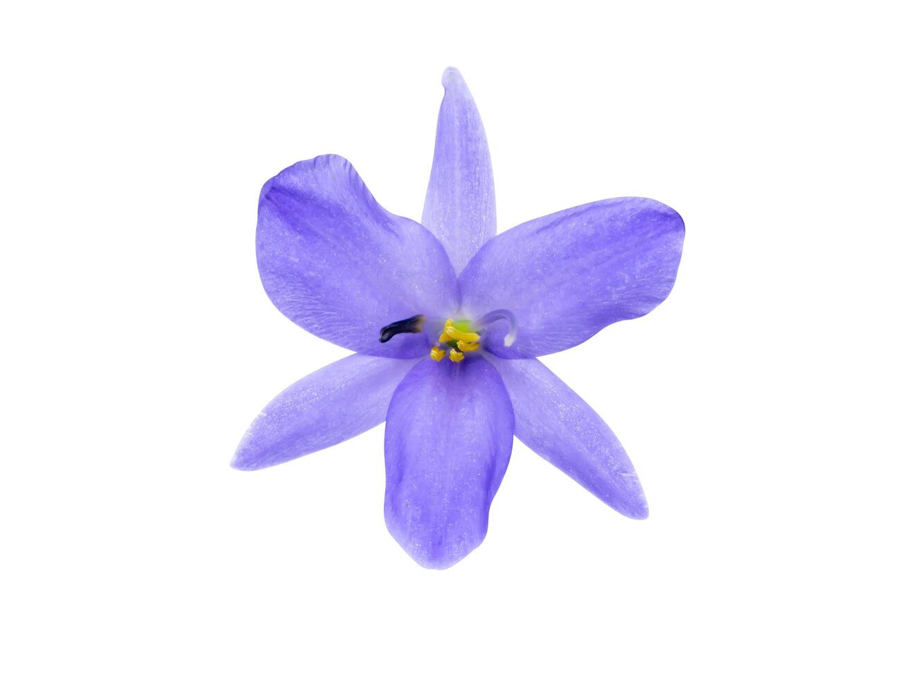 Close up violet flower. photo