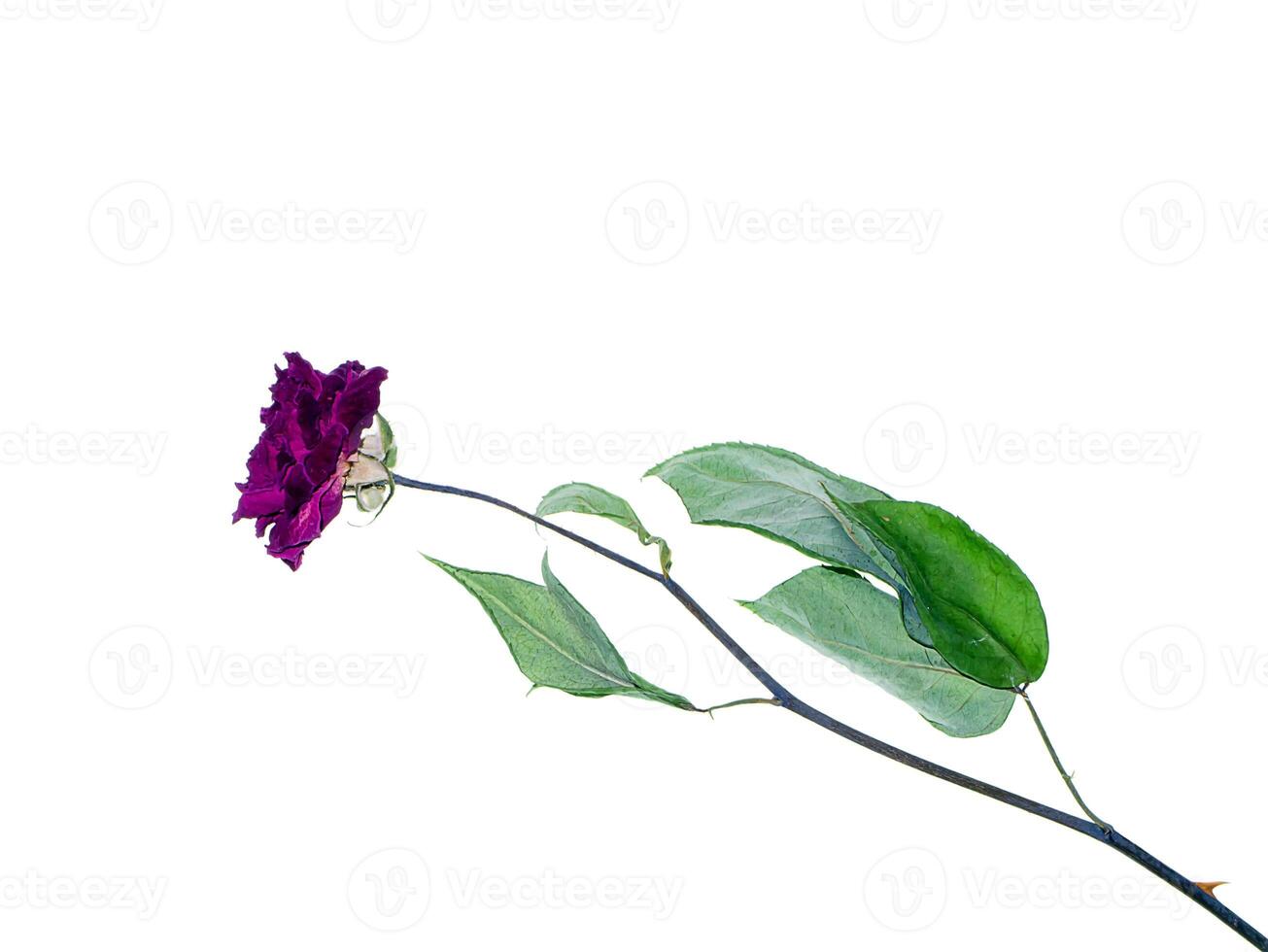 Dark pink of Damask Rose flower. photo