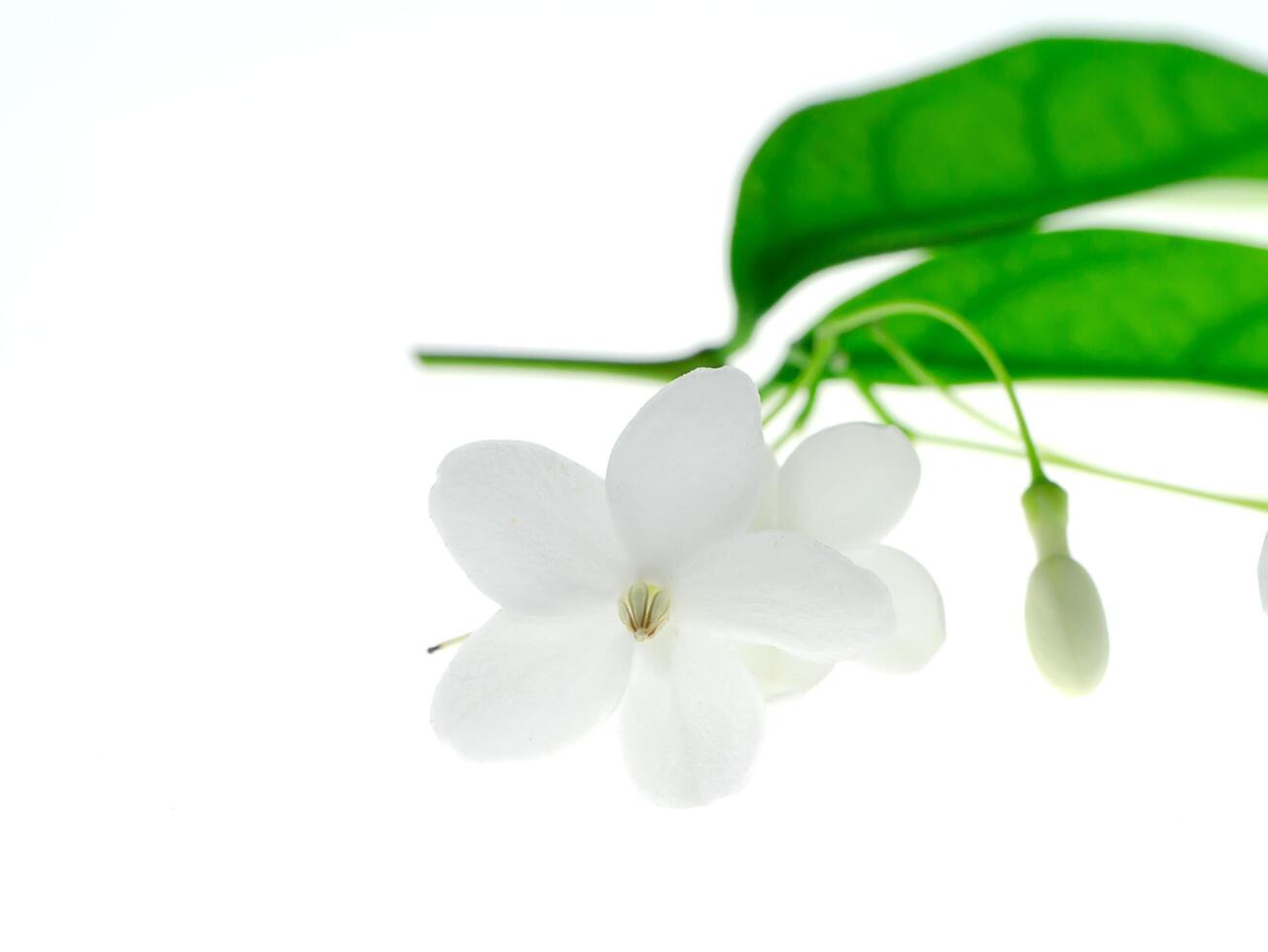 Wrightia religiosa Benth photo