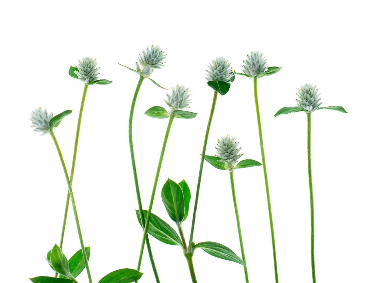 Close up of Gomphrena weed flower photo