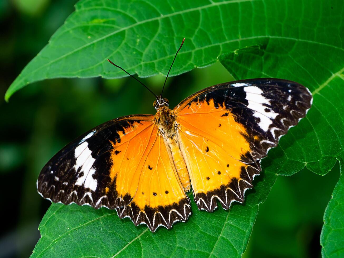 Close up orange butterfly on the green leaf. photo