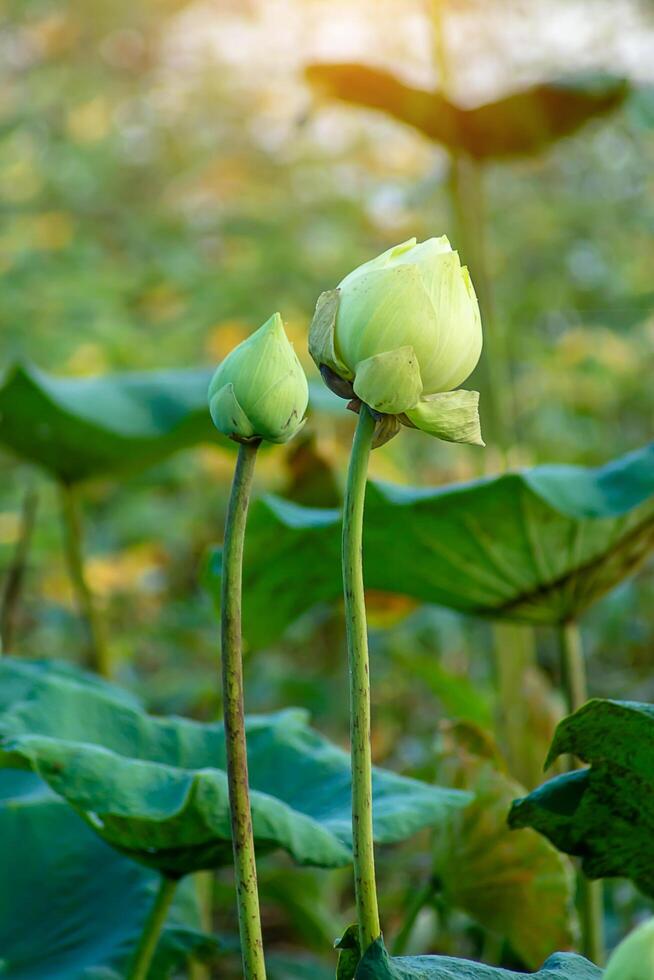 Green and white lotus flower photo