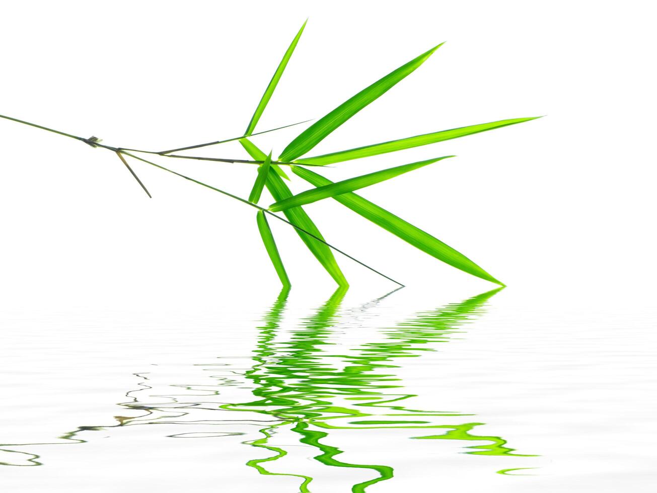 Bamboo leaves on white background photo